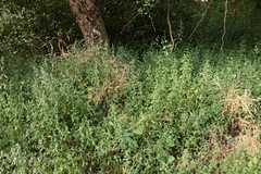 Haplanthodes tentaculatus